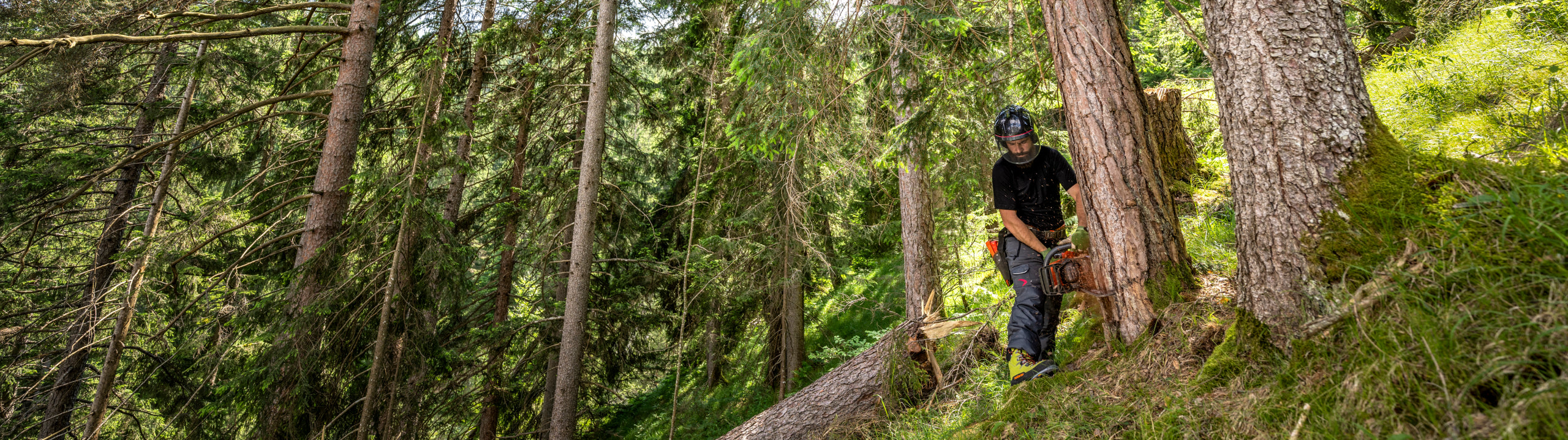 Person with a chainsaw in a forest setting