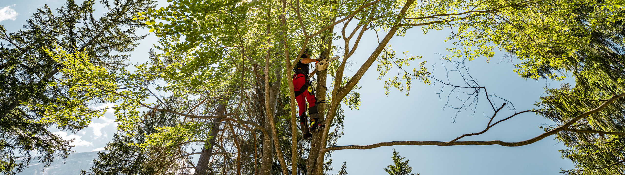 Person in a tree using safety gear against a blue sky