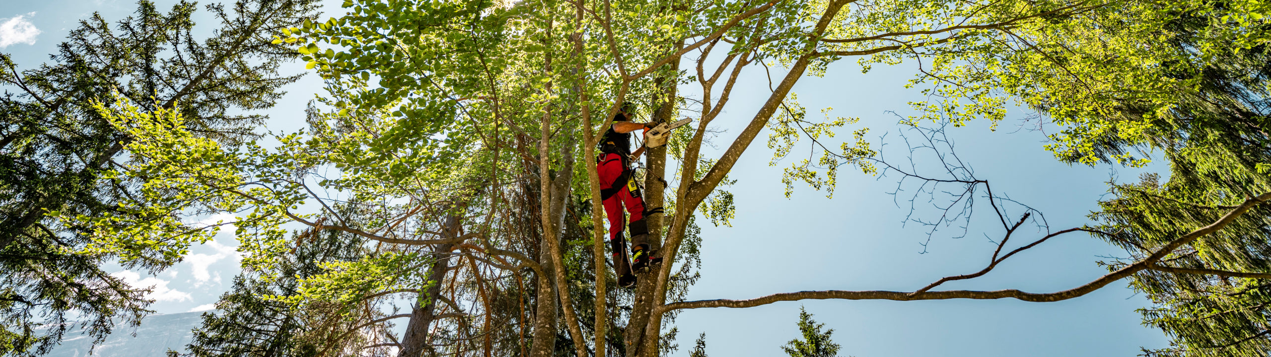 Person in a tree using climbing equipment against a blue sky.