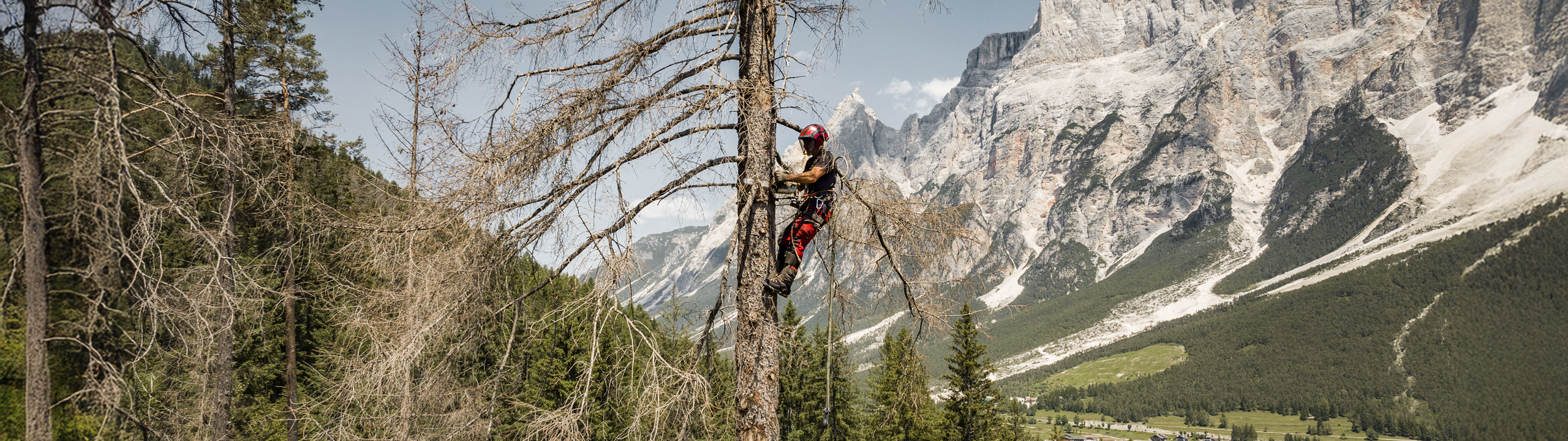 Person climbing a tree in a mountainous landscape with snow-capped peaks.