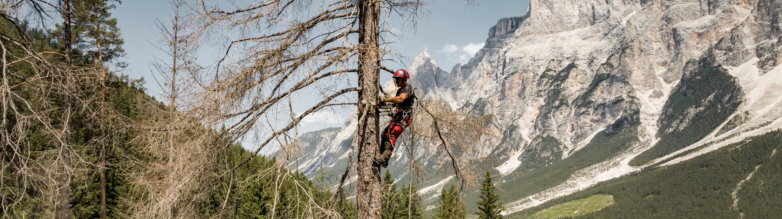 Person climbing a tree with mountainous landscape in the background